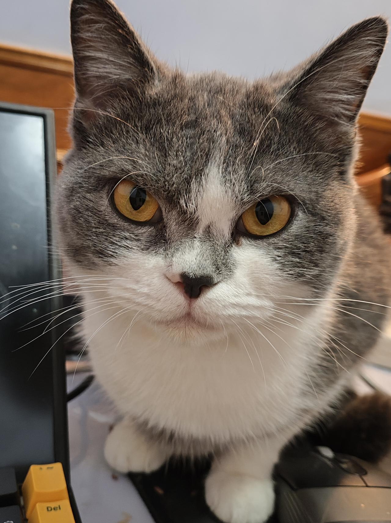 给大家看看我家猫