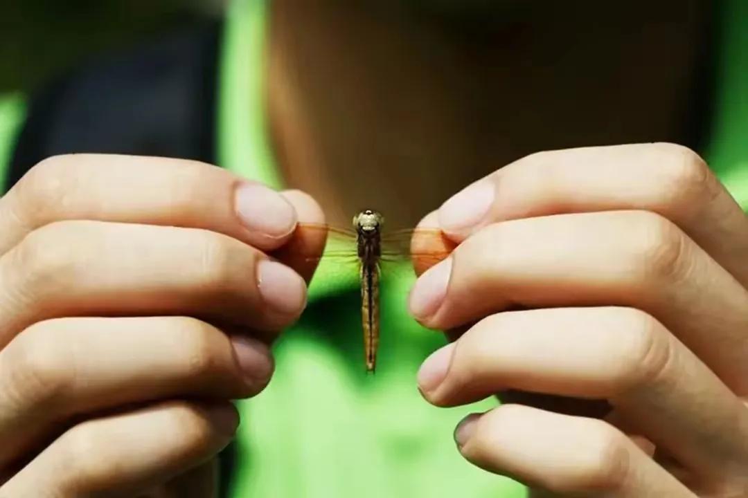 十几年前，常能看到河边漫天飞舞的蜻蜓，为啥如今蜻蜓好像绝迹了？

第一，现在蜻蜓