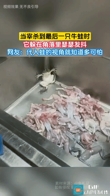 “这蛙该有多恐惧！”一网友买了一堆牛蛙回来准备做爆炒牛蛙吃，他在厨房水槽里处理牛