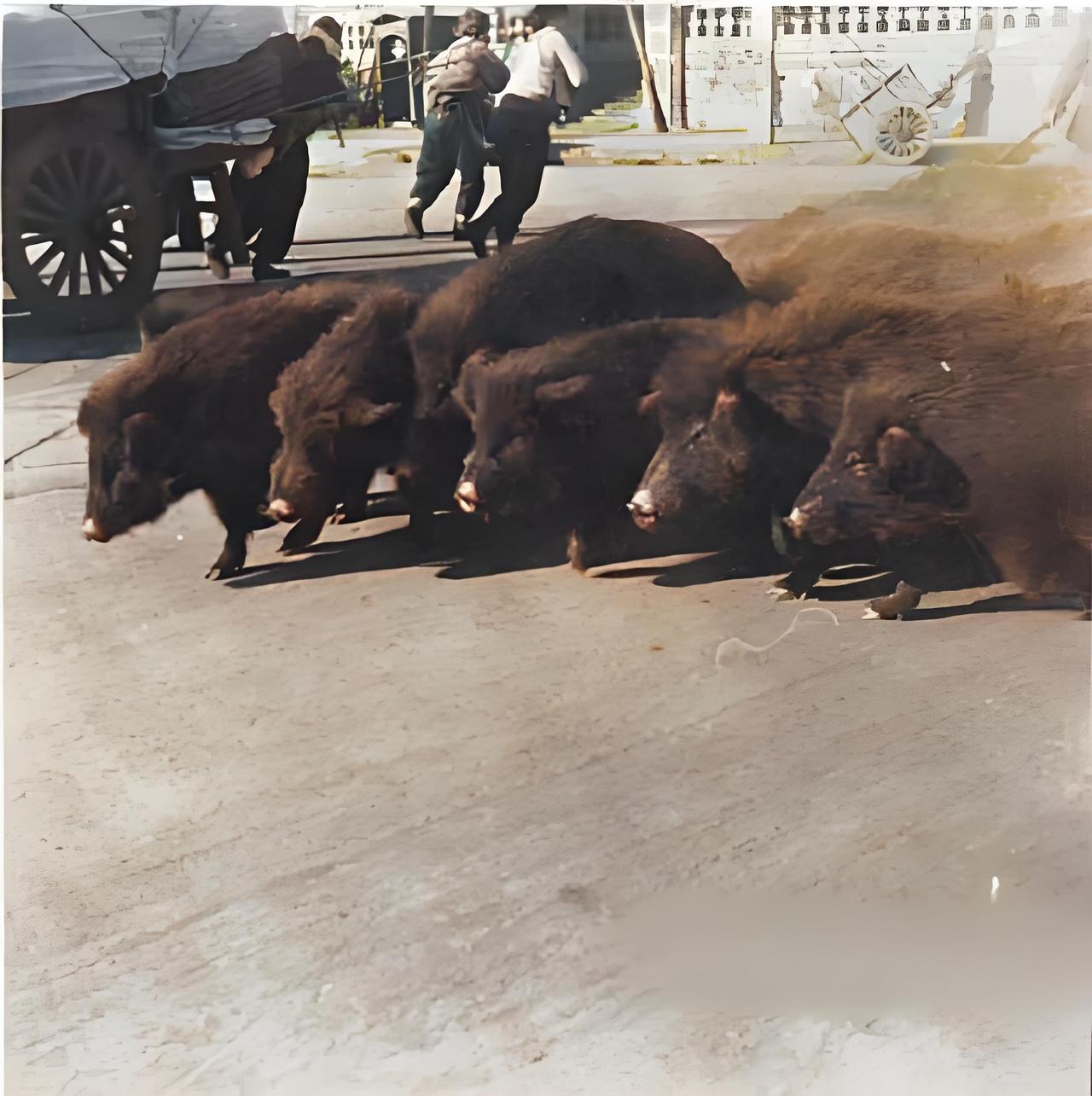 这张老照片，是1940年北京沦陷那会儿拍的！你瞅，街道上一群中国本土黑猪溜达着，