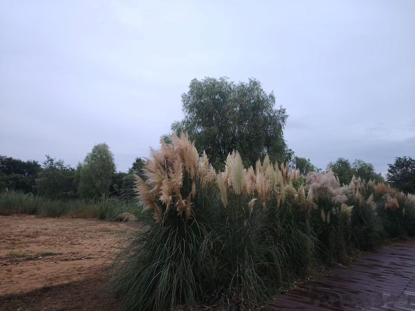 月亮湾上遇彩虹，开车江边阿军游，初秋有凉入心爽，借路灯拍己撑伞。2025年8月1