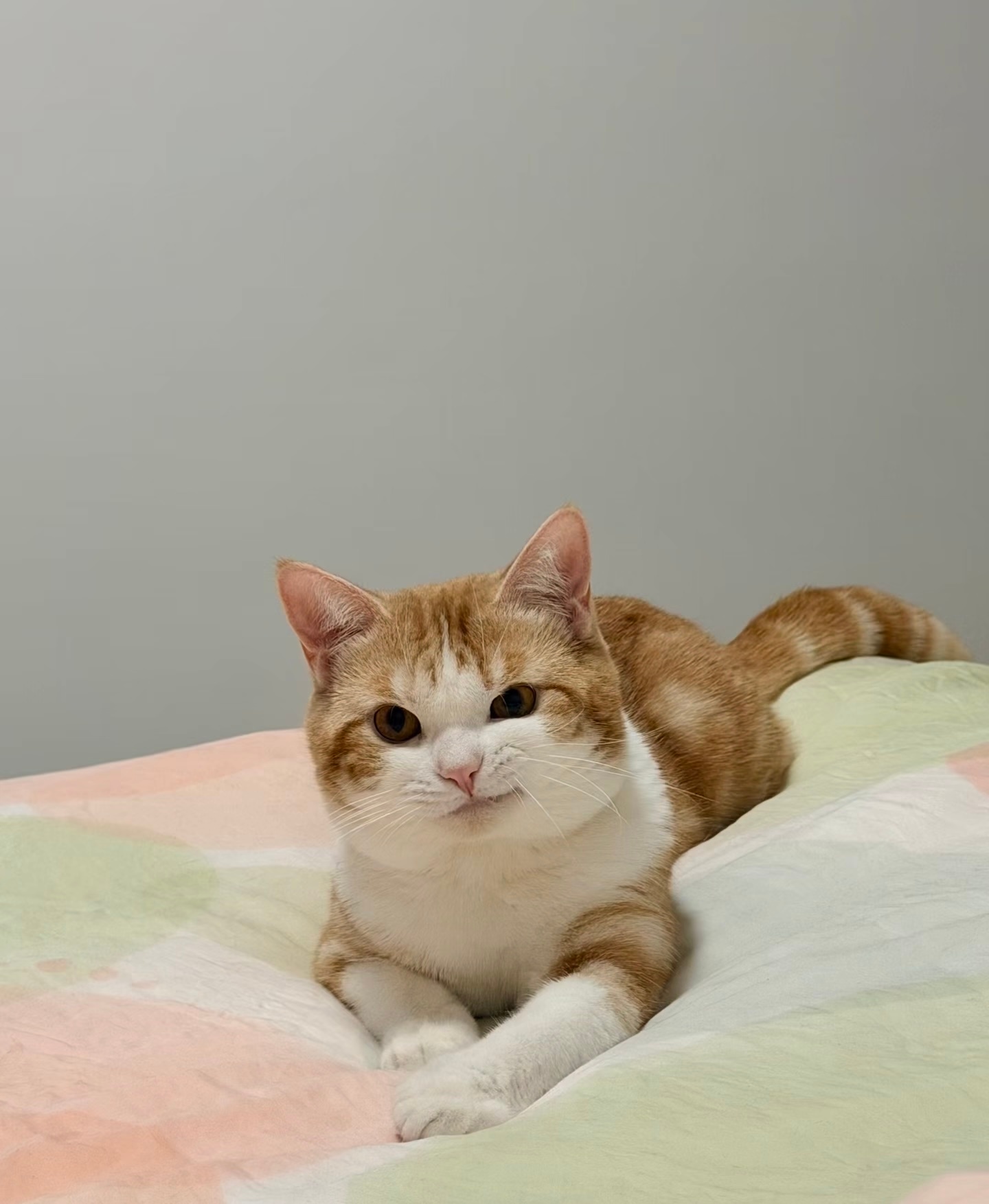 猫：人 被我迷住了吧 