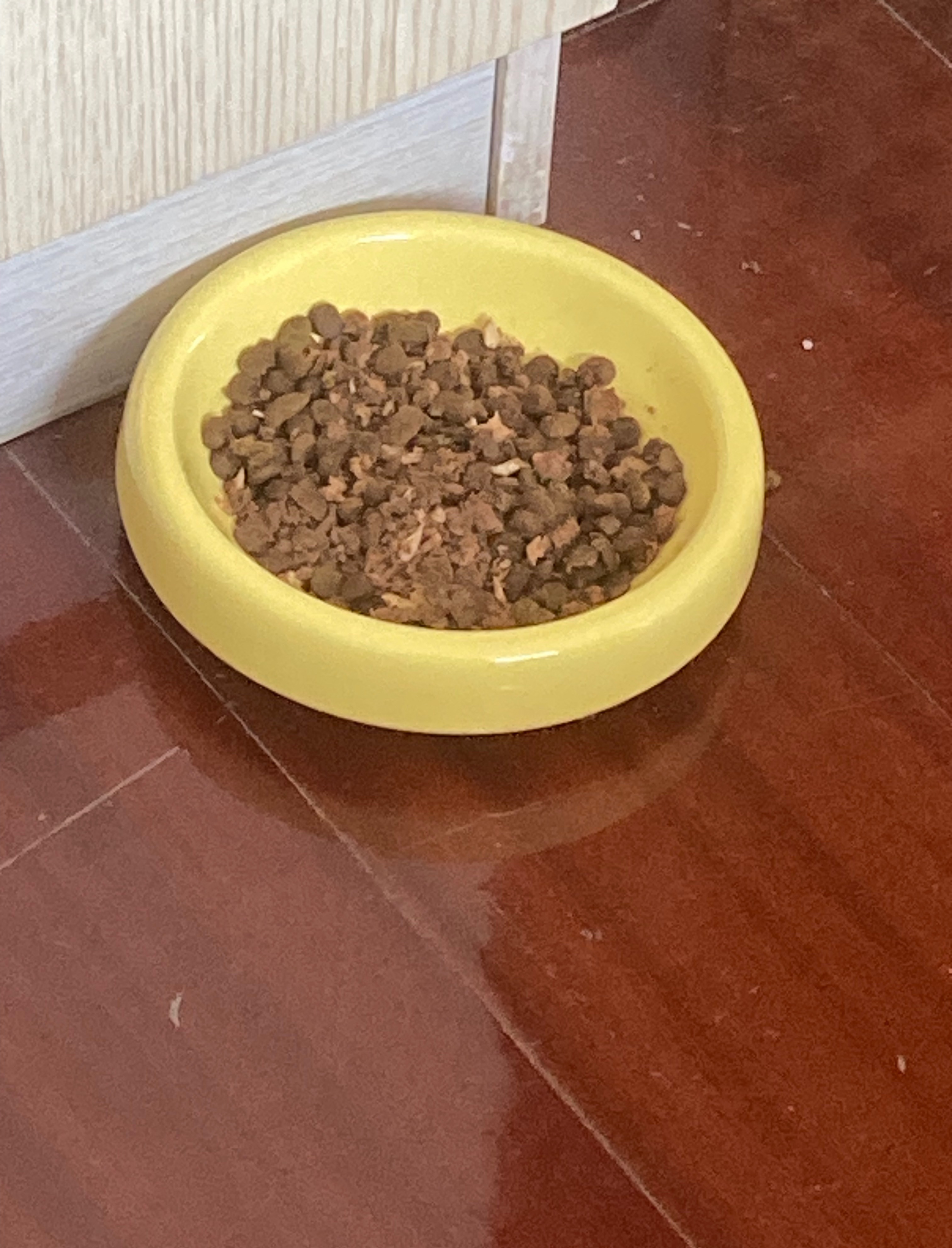 目前是给猫猫吃自助状态……午觉睡醒计算了一下克数，它一顿饭吃了19g，好标准的幼