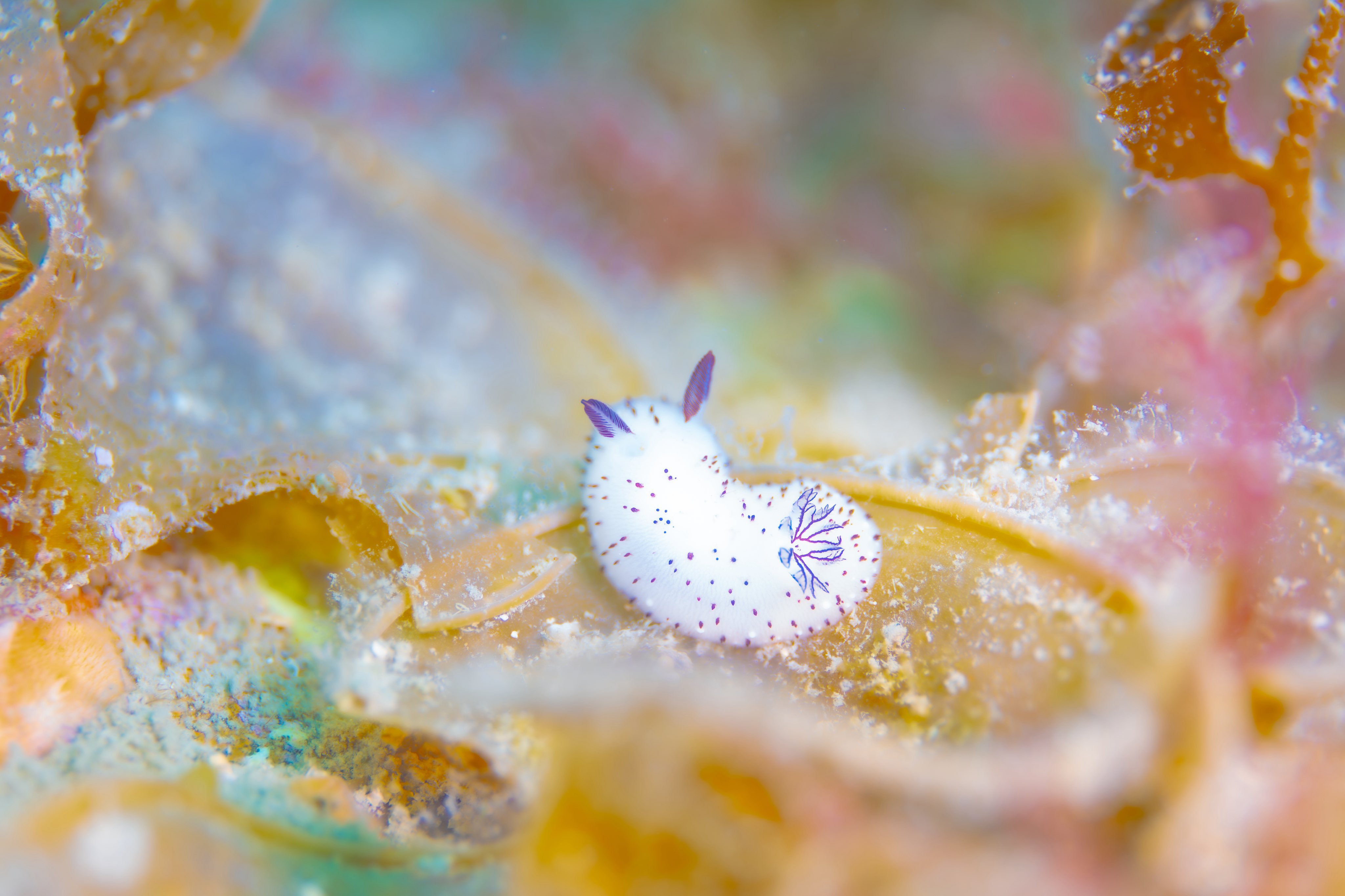 海蛞蝓 超级可爱的海底兔兔一只！！！【推：SeaHeaven3】 