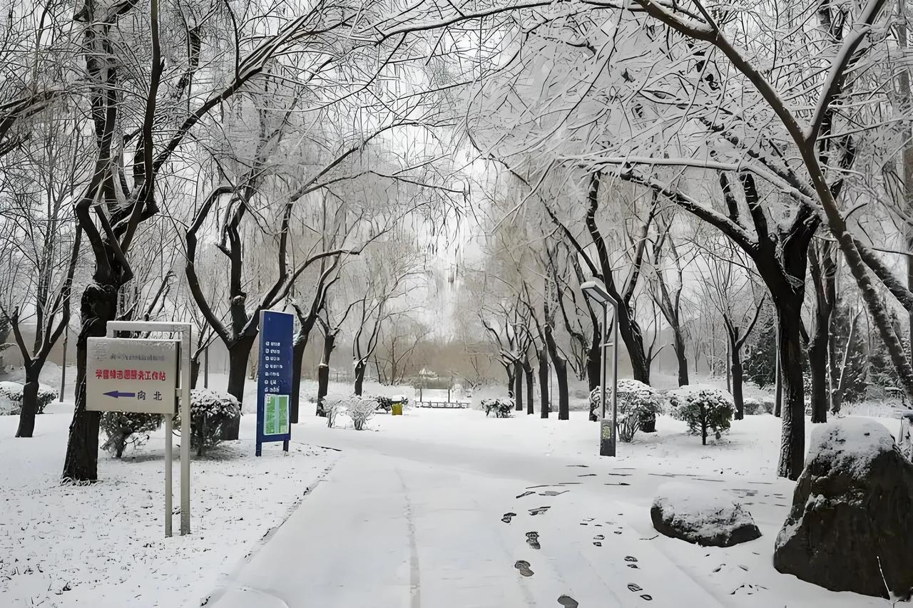 滨州一个冬天就没怎么下雪，一过二月二却下起了漫天大雪，似乎要把憋了一冬天的劲赶着