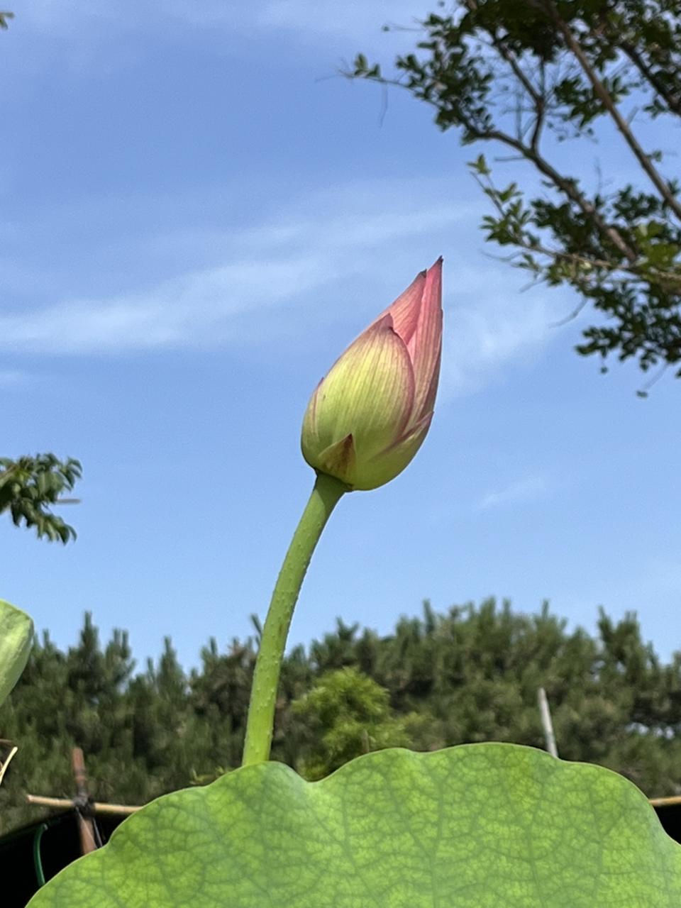 我的今日状态：😁轻松愉快
我这里的天气：☀️晴天

好友们早上好！今天是六一儿