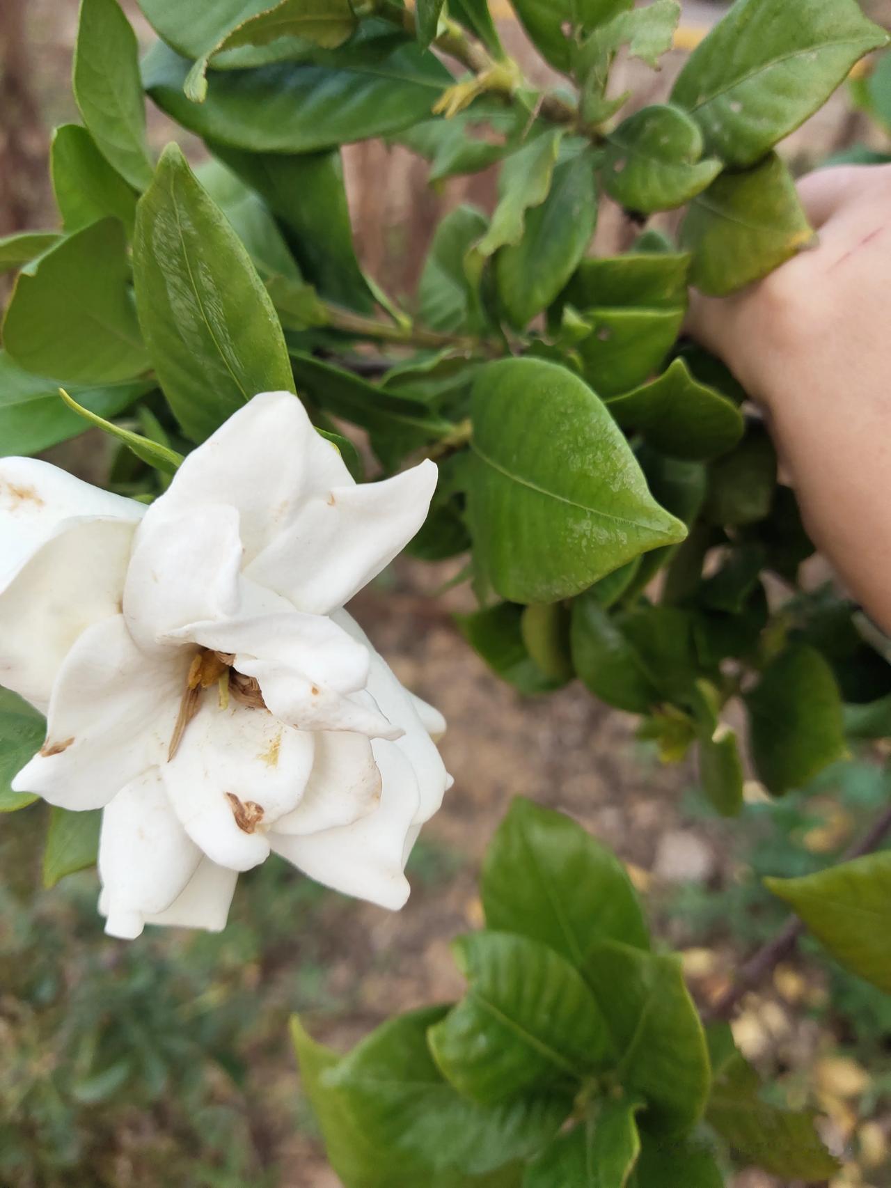 今年的气候对花儿的影响确实大，这种花（我们这里俗称枝枝花，不知道其他地方叫什么花