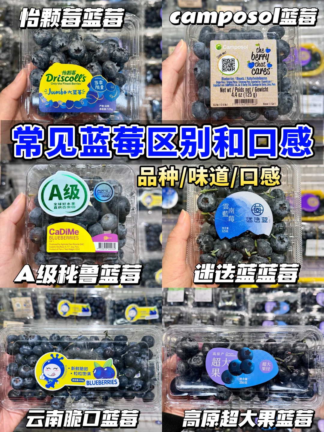 9.9报恩蓝莓！📣常见蓝莓测评区别和口感