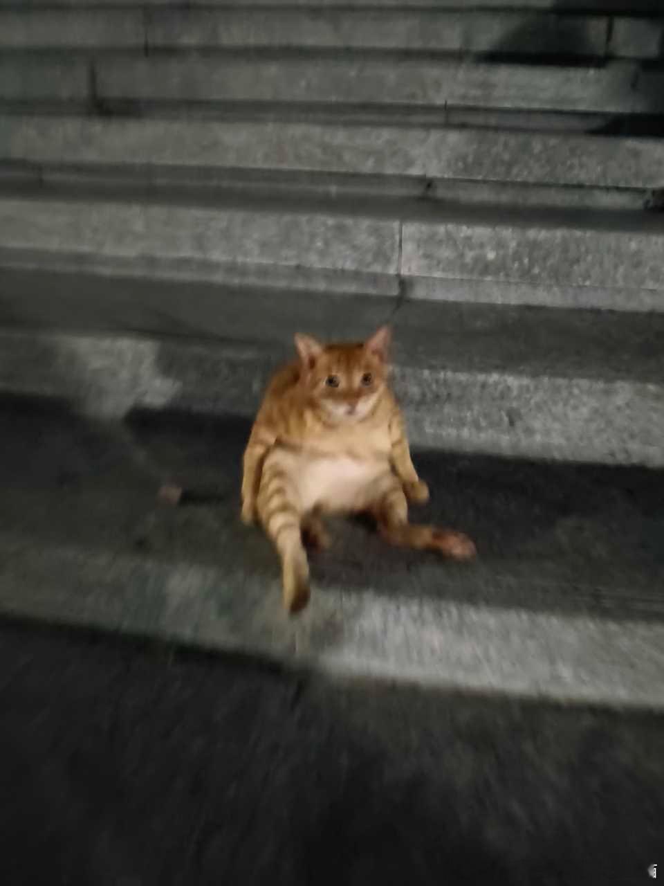 50255【丑猫】蛤蟆 