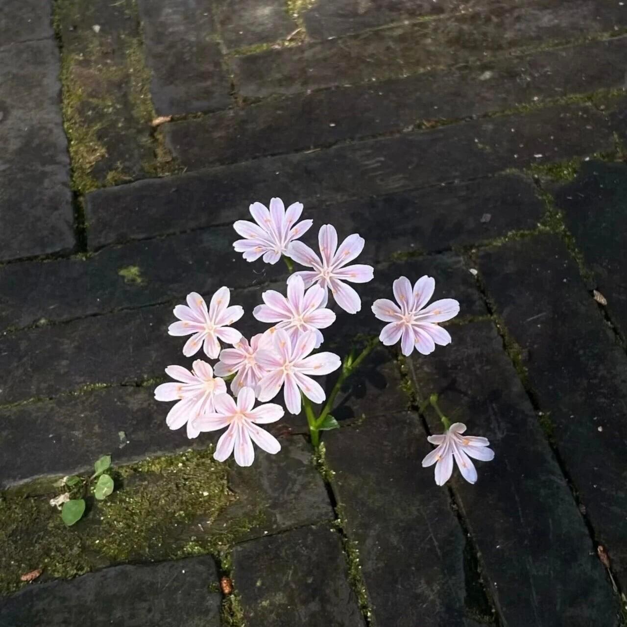 朋友圈背景图｜心要像伞一样 撑的起 收的住 
