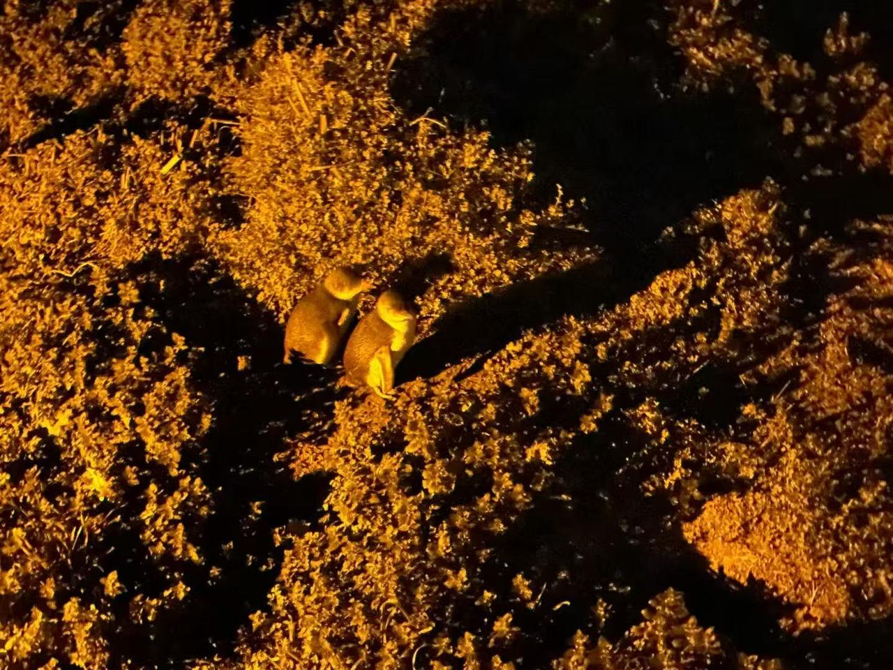 （原创）
一路随拍
暗夜精灵