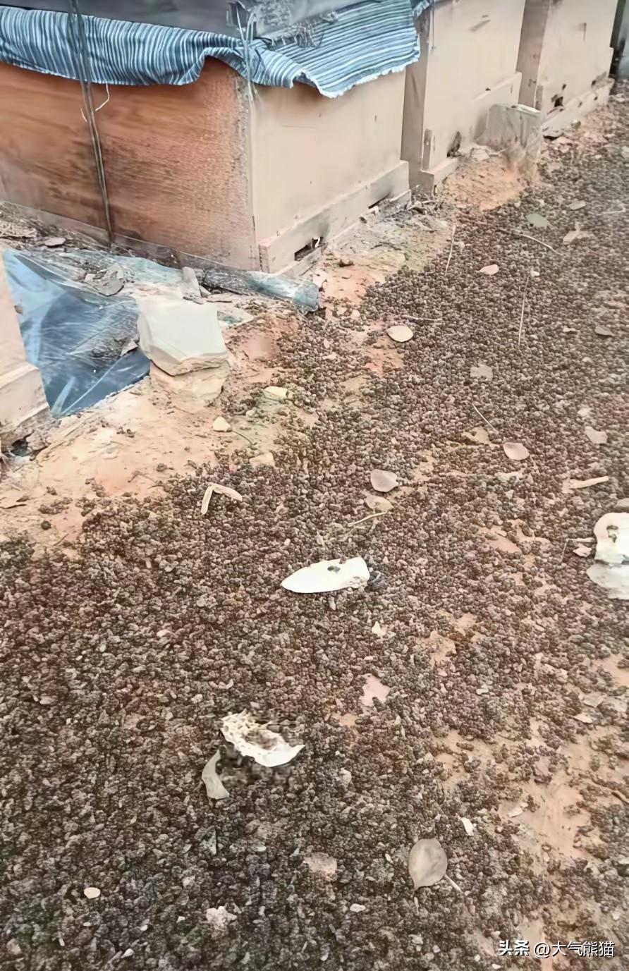 官媒评论油菜花打药致大量蜜蜂死亡事件，到底是何原因？
最近，湖南，江西等地频繁出