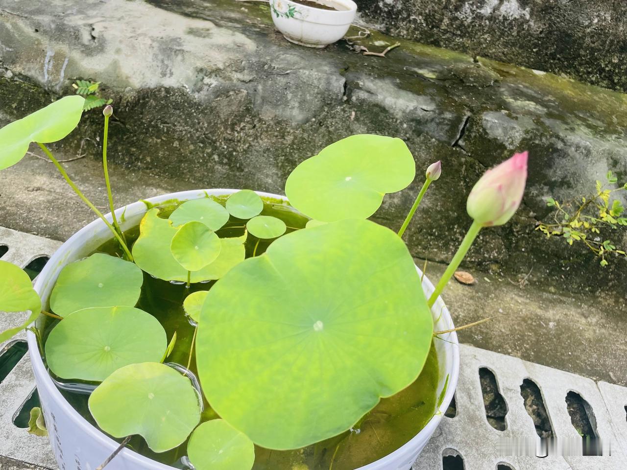 几个月前，朋友给了几颗莲子，顺手种在院子一个废弃的花盆，也不曾注意，今日走过墙边