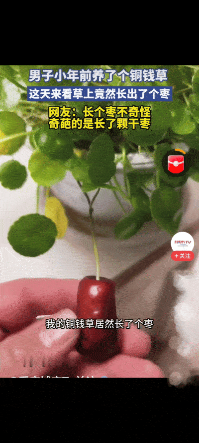 “笑不活了！”山西一男子养了一盆铜钱草，这天心血来潮想看看，不料，竟然看见叶子上