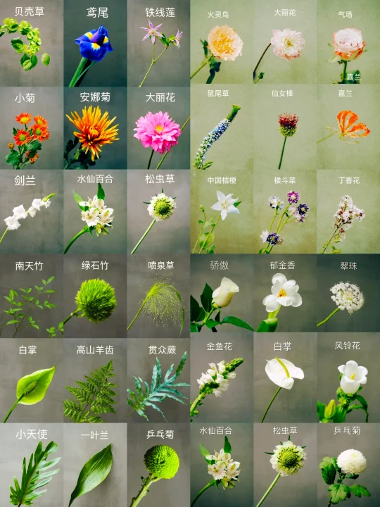 🌼插花小白花材合集，赶紧收藏再看！