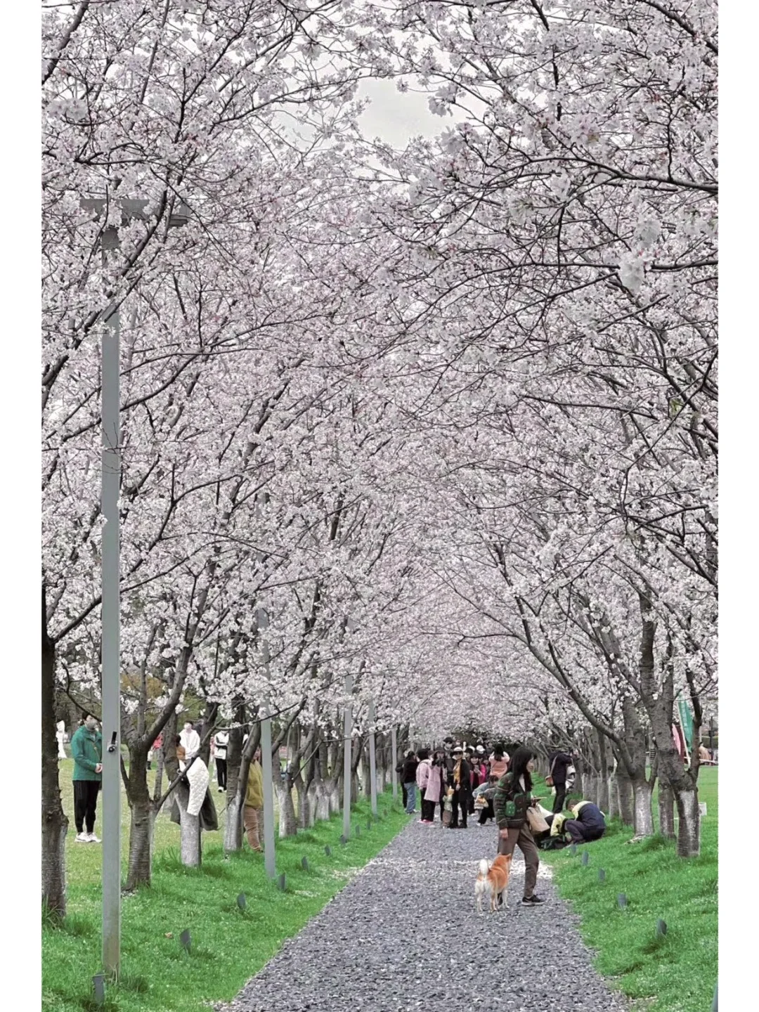 三月来杭州‼️一定要知道的9⃣️个赏樱小众地