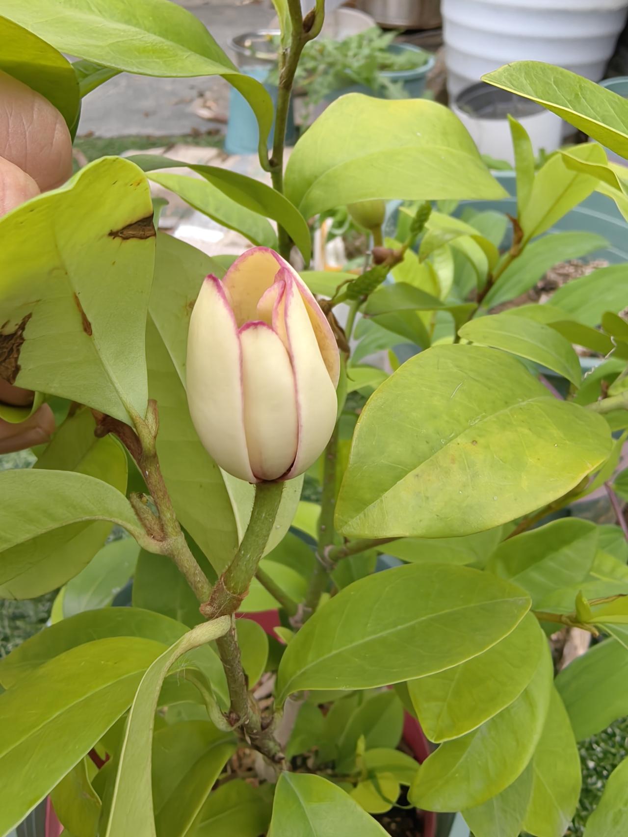 有知道叫什么名字的吗？
记得有部电影里面说中毒了，中的叫什么呢？叫含笑半步颠。