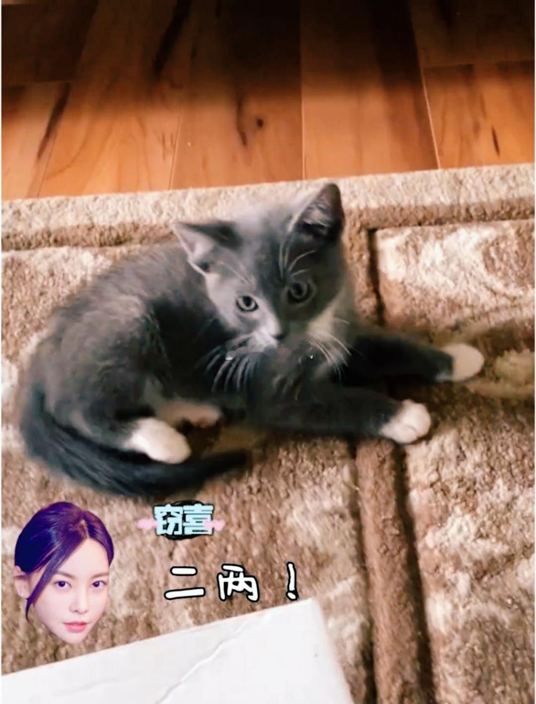于文文好一个猫宝女 谁能拒绝把猫猫宠成小宝贝的于文文呢？行李箱里永远留着猫零食的