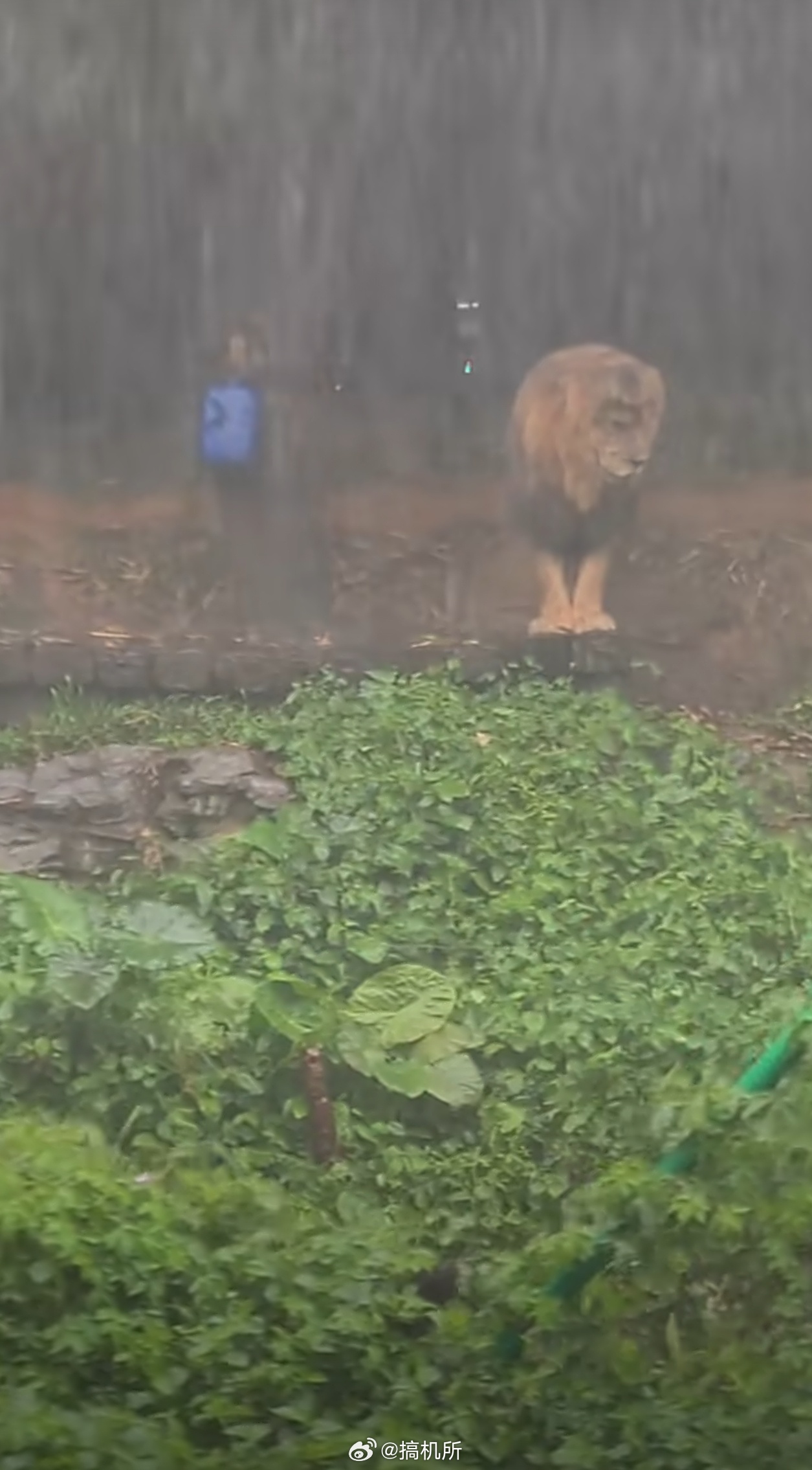 被长隆动物园淋雨狮子刷屏了记得周柏豪唱过的一首歌：“何事落到这收场，枯死在你的手