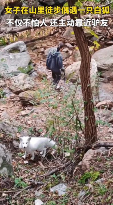 “太稀奇了！”山东青岛崂山，一名女子徒步途中走累了，正打算停下来歇歇脚，身旁的同
