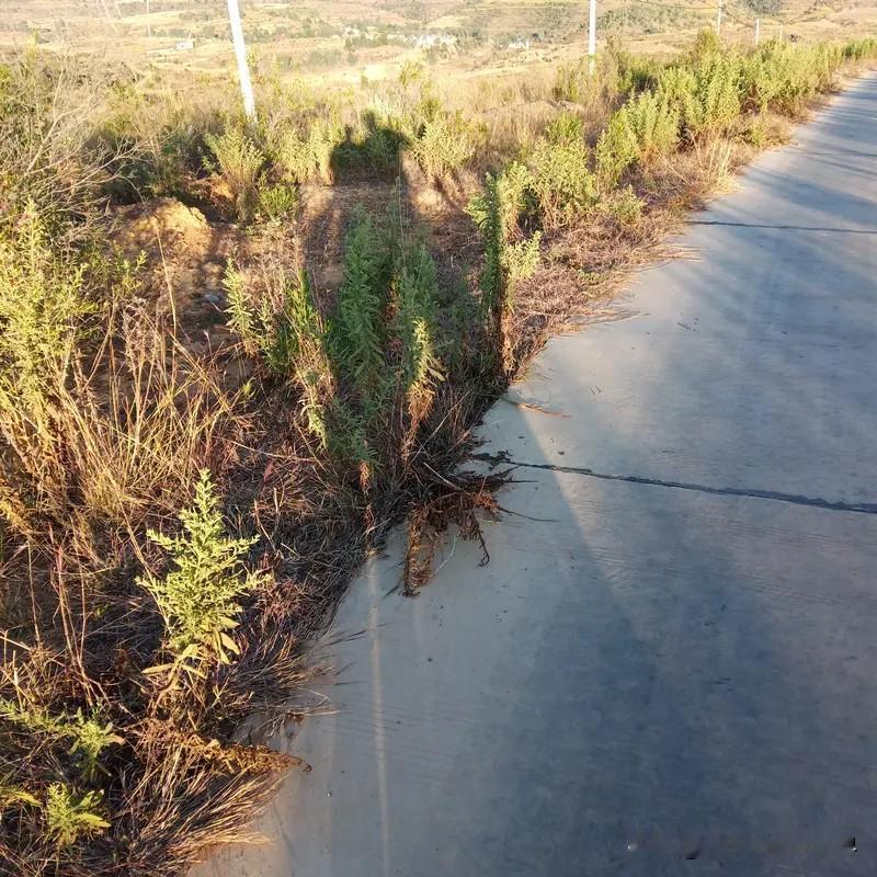 农村公路土路肩被过度开发种植不可取。近年来，平顶山农村公路可谓是一个质的飞跃，无