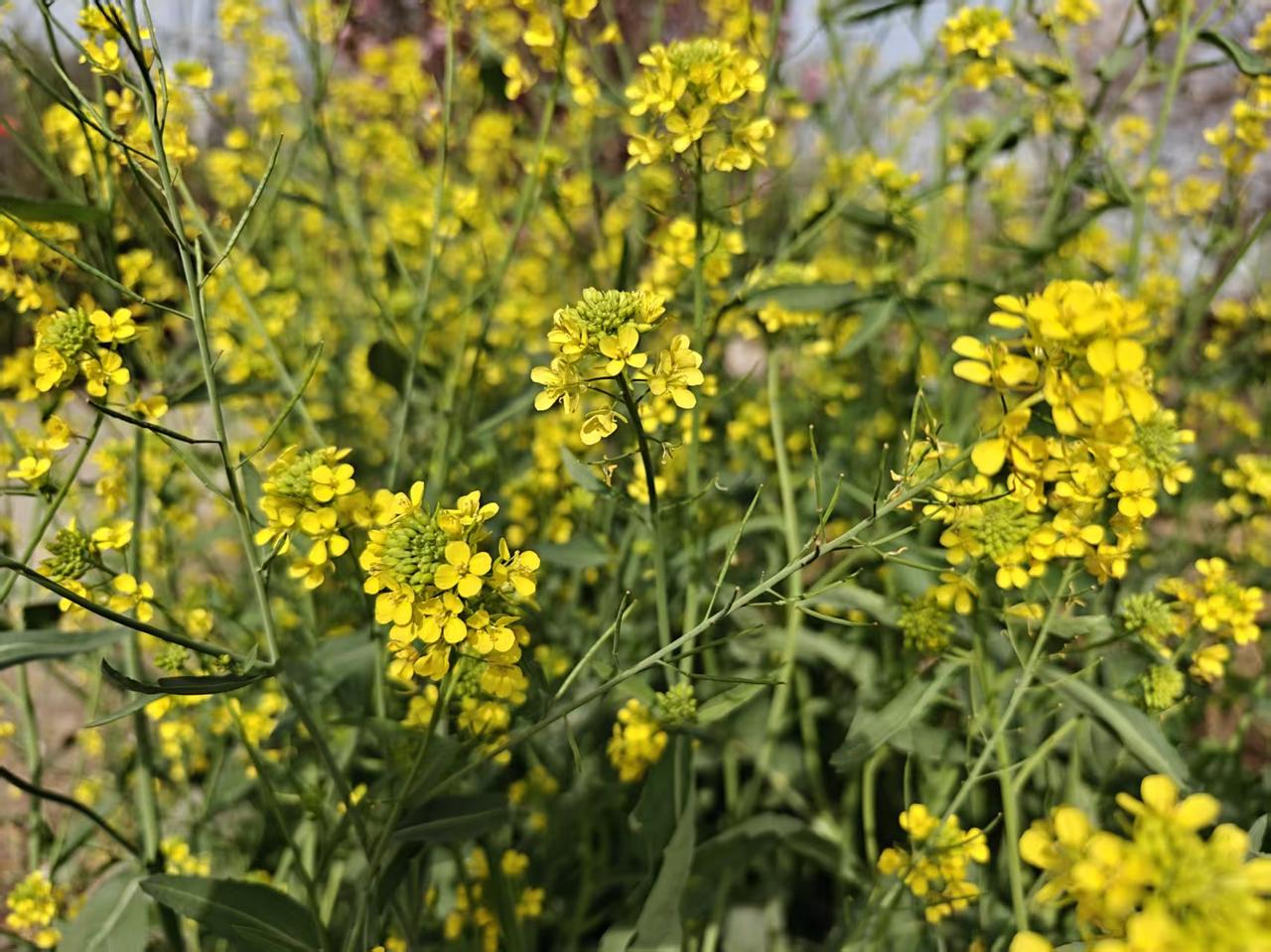 ｛随笔｝房前屋后菜籽香

久别故乡，重返终南山北的故土，熟悉的烟火气扑面而来，最