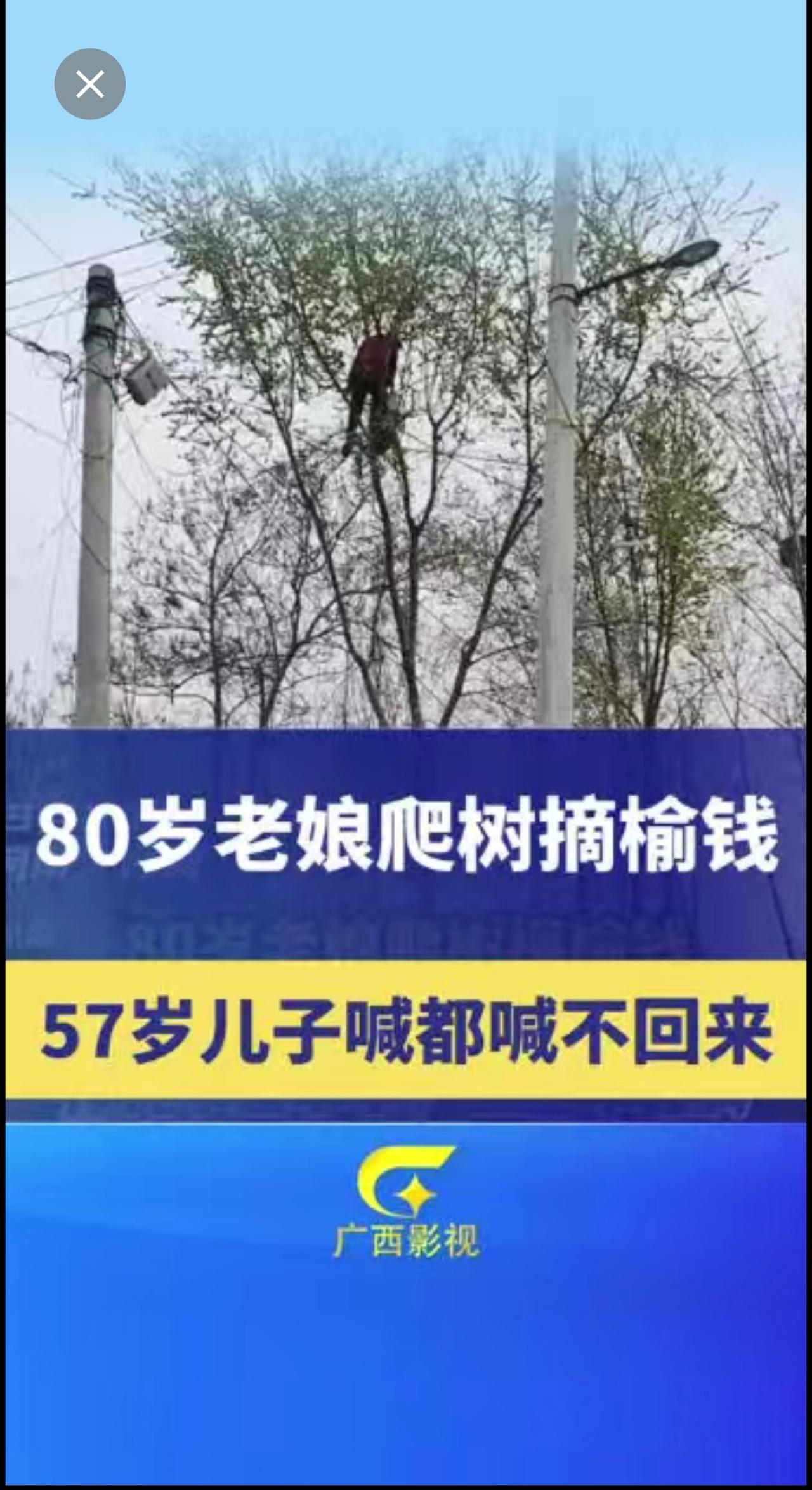 80岁老娘爬树摘榆钱，57岁儿子喊都喊不回来！搞笑 老年生活