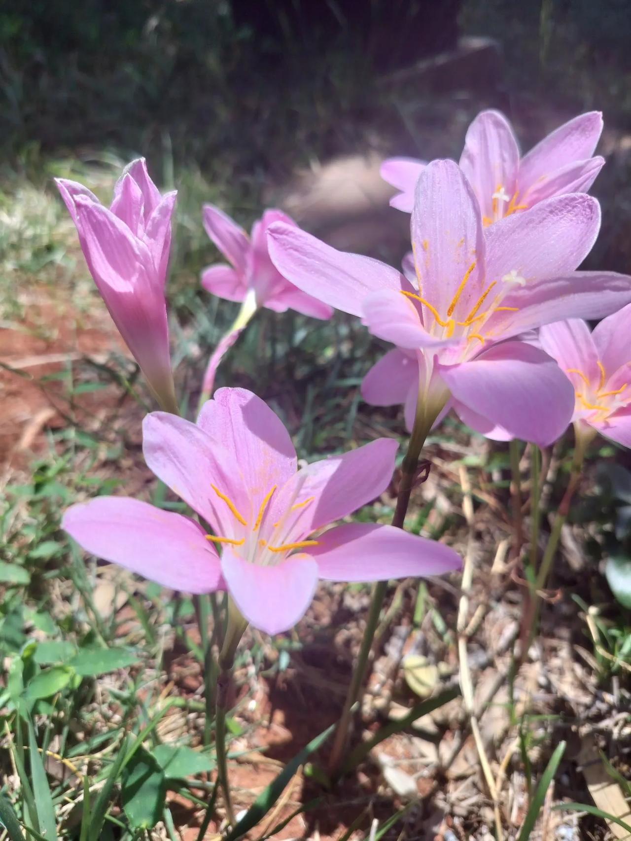 风雨兰都已开了，盛夏即将到来。面对热烈，也要保持内心的清凉。