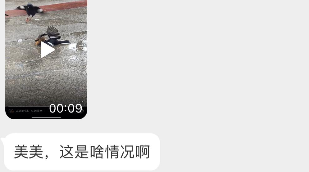 棕背伯劳抓住了一只鹊鸲🙊旁边的八哥在看戏… ​​​