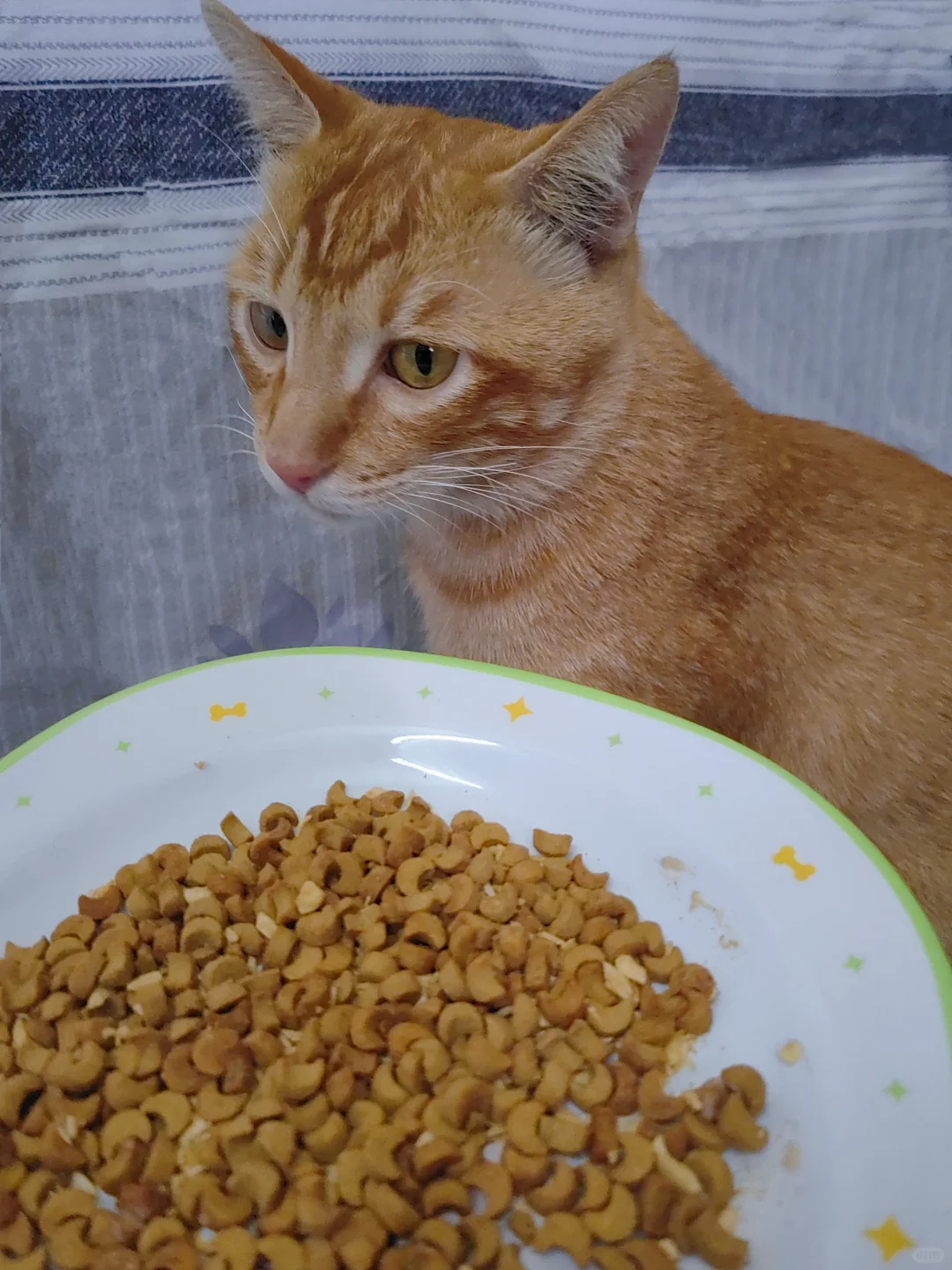 🐱：好吃的耶~