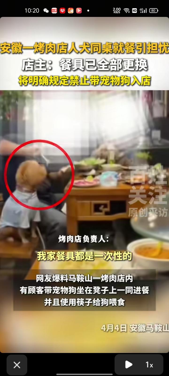 4月4日，安徽马鞍山。网友爆料称，一顾客带着宠物狗坐凳子上一同就餐，并使用筷子给