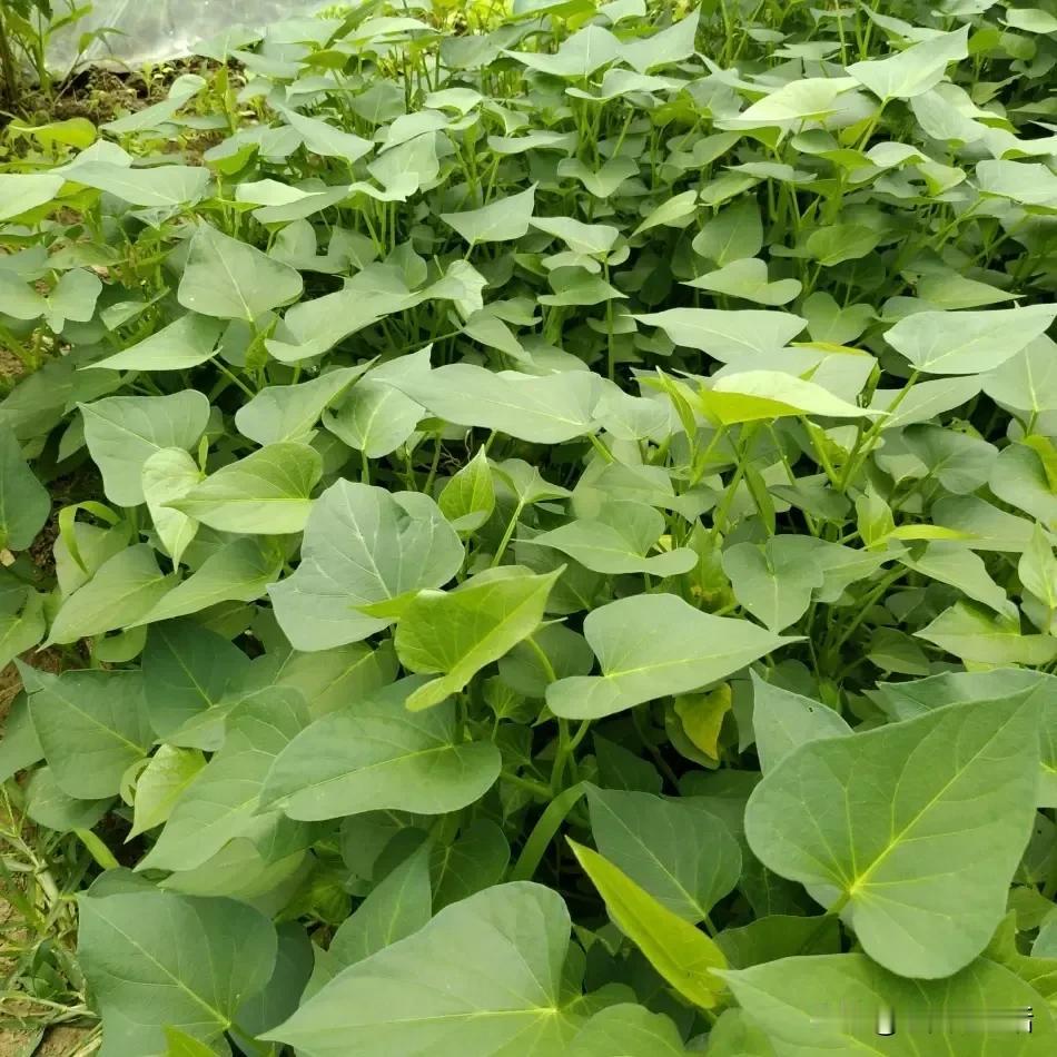 没苦硬吃的婆婆。俺婆婆家宅基地特别大，除了家里住的四间房子外，挨着房子东边有几十