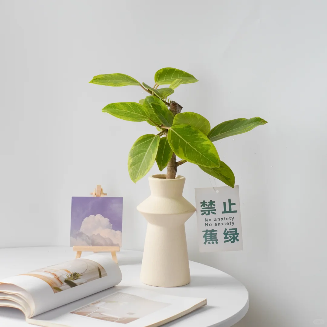 🎍家里种绿植，生活好惬意🎍