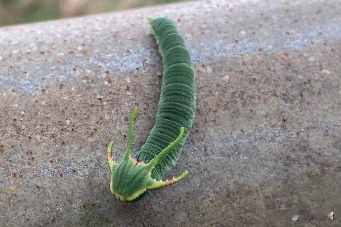 忘忧尾蛱蝶的毛毛虫幼虫，居然像条龙