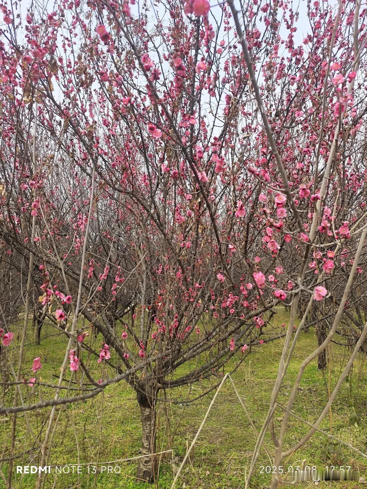 前两天去沣东梅园看梅花，结果去早了，梅花没开几朵，看见花骨朵儿不少。
不过提前预