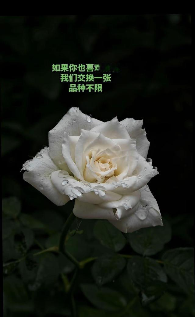 拍花小技巧：个人习惯用微距特写画面，把花瓣上的露珠、花蕊的细节都拍出来，会吸引更