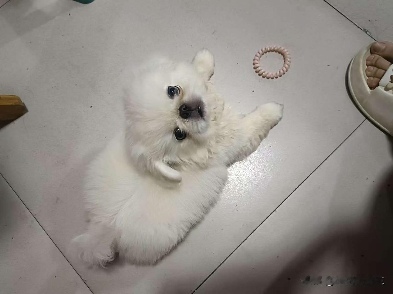 这只白球似的小京巴也太会装可爱了！四脚朝天瘫在地板上，圆溜溜的眼睛直勾勾盯着人，