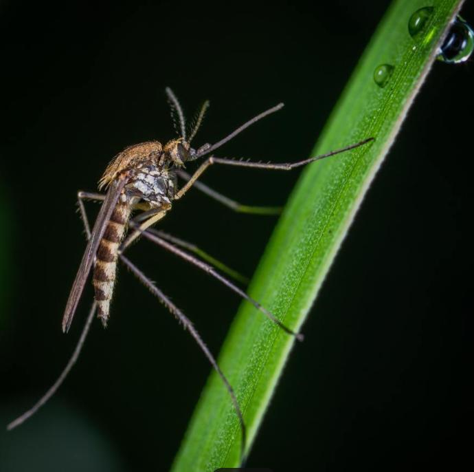 其实我们没有必要那么怕蚊子，蚊子不吸血也能活，而吸血只是为了产卵

首先我们要清