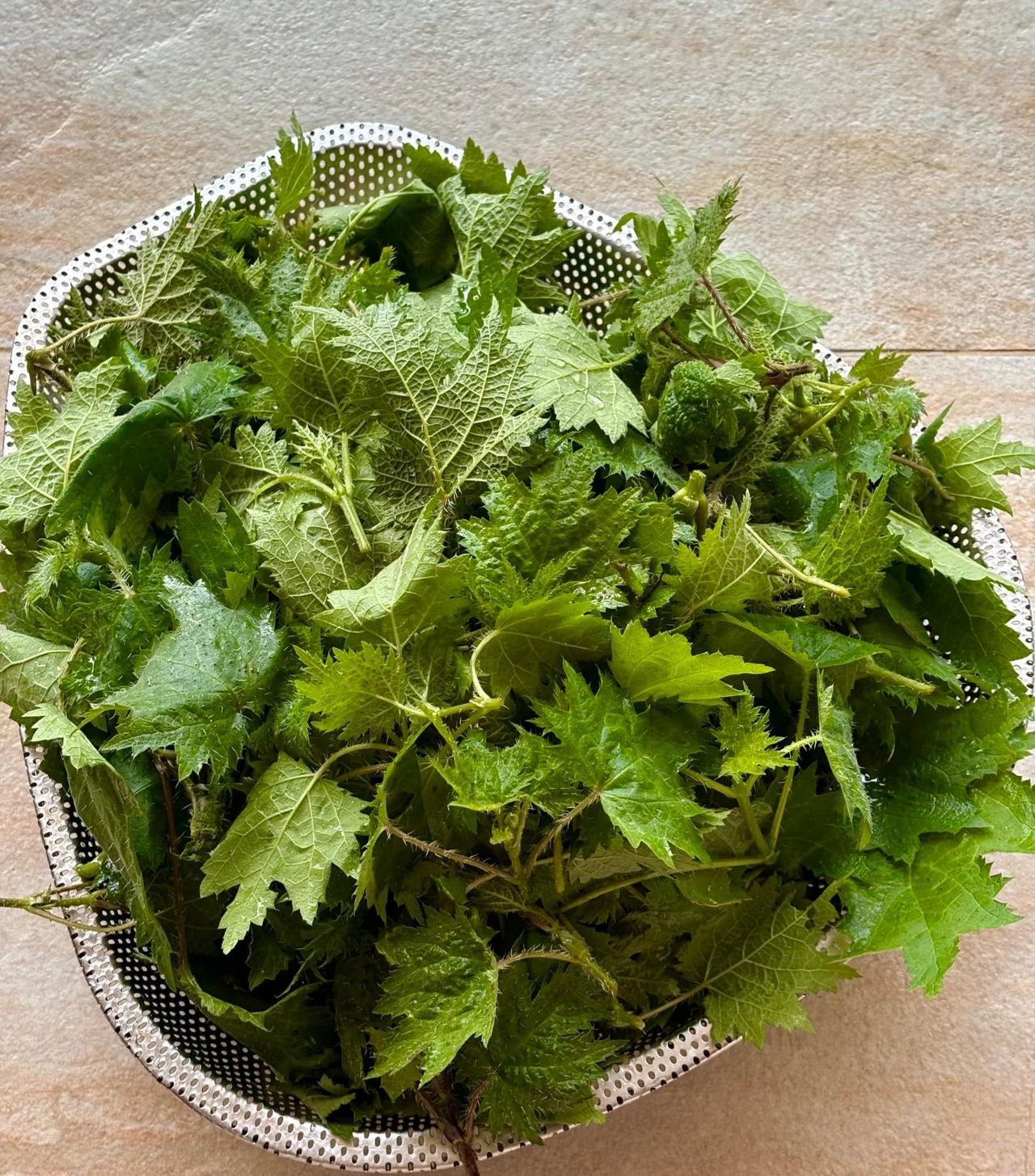 什么？拿藿麻当野菜吃？！！！
真的是长见识了！！！
竟然有人拿藿麻当成野菜来吃！