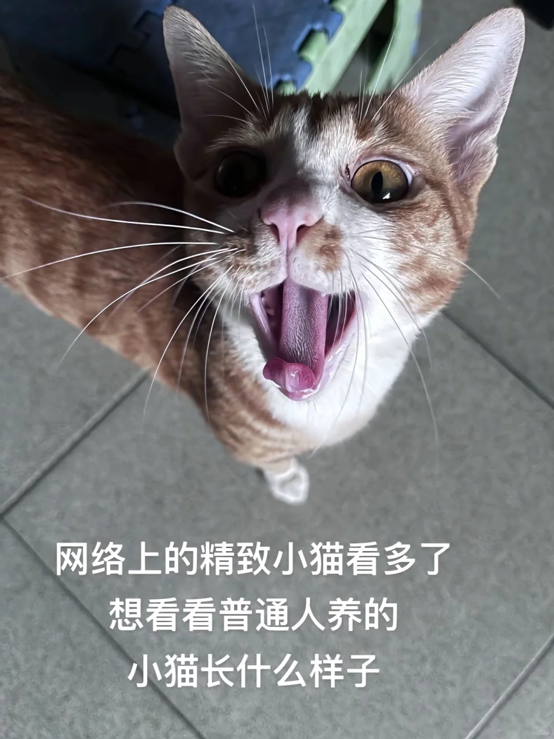 网上精致小猫看多了 想看看真实的小猫