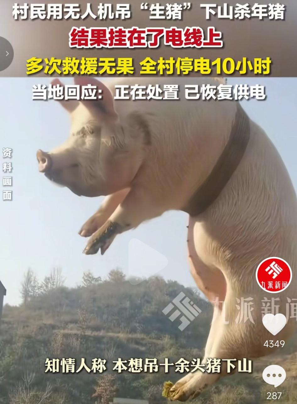 四川一网友称起猛了，看到猪“飞上天”了，原来是有村民用无人机从山上吊猪下来，宰年