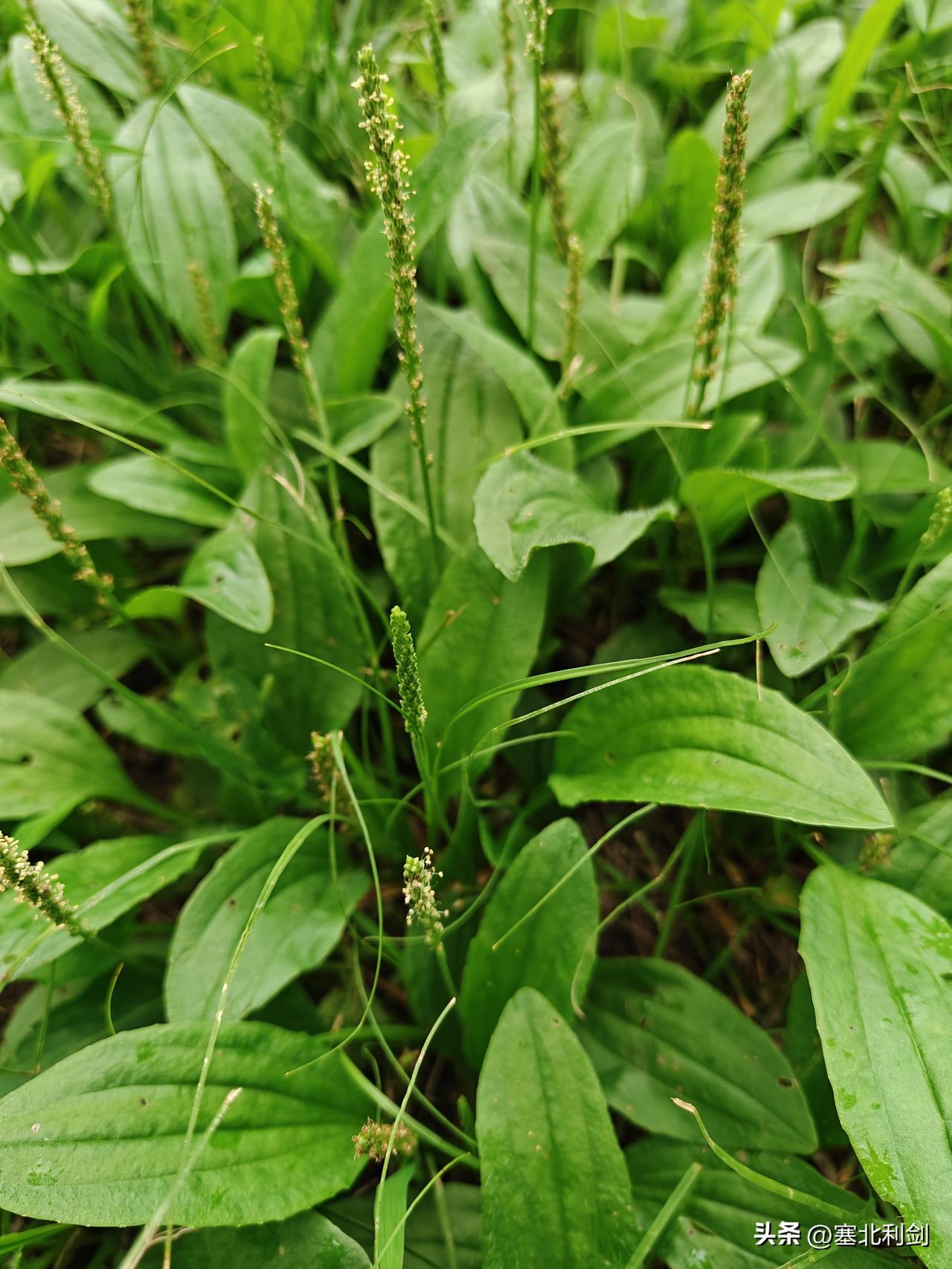 宣化万柳公园有许多车前草，一片一片的，特别多，走在健身步道上就能看到。公园里人工