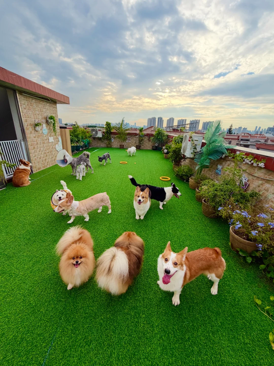 狗狗寄养