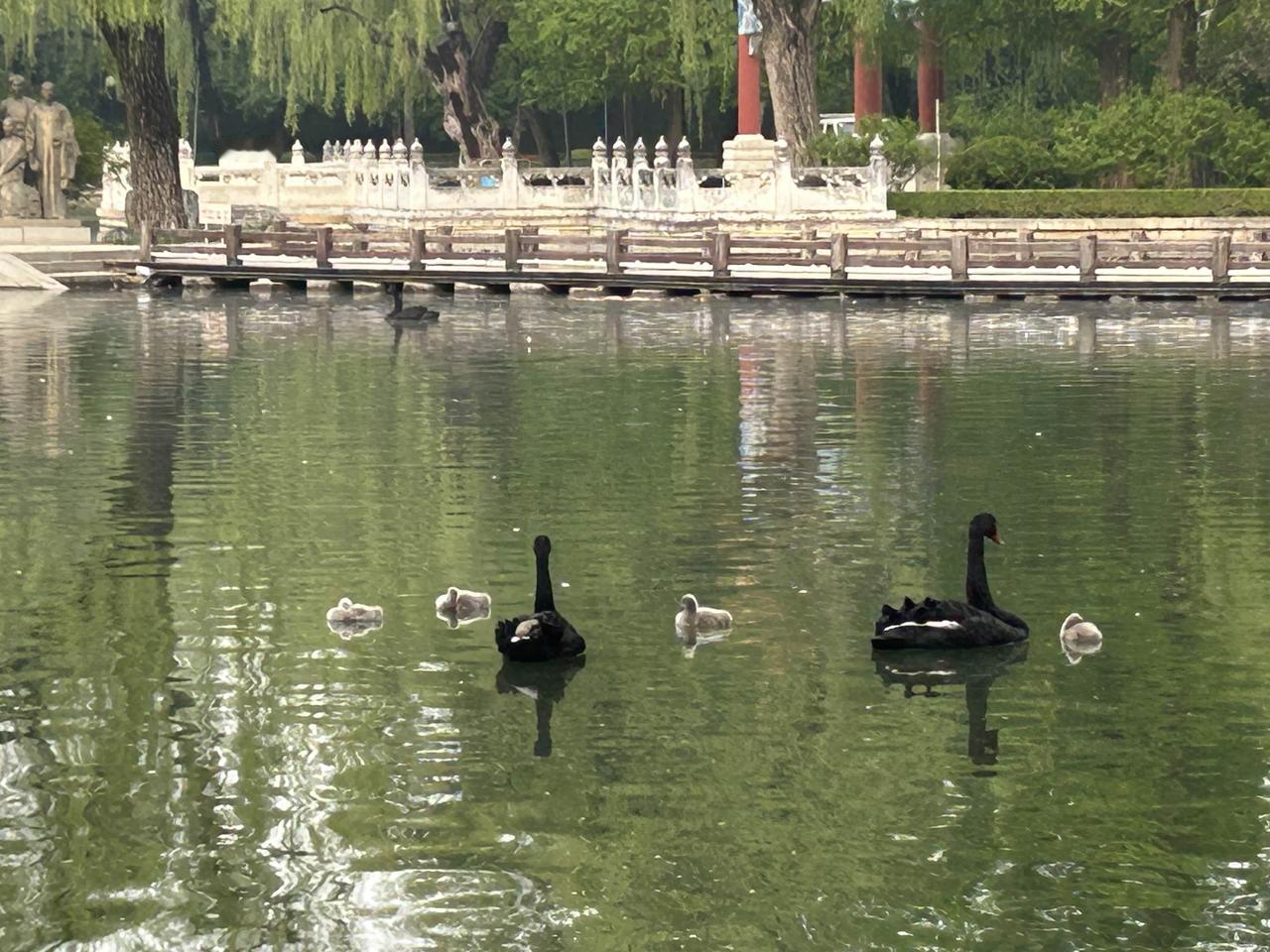 今天，在颐和园附近的湖边偶遇了黑天鹅一家六口，鹅爸鹅妈警惕地守候着四只小可爱。