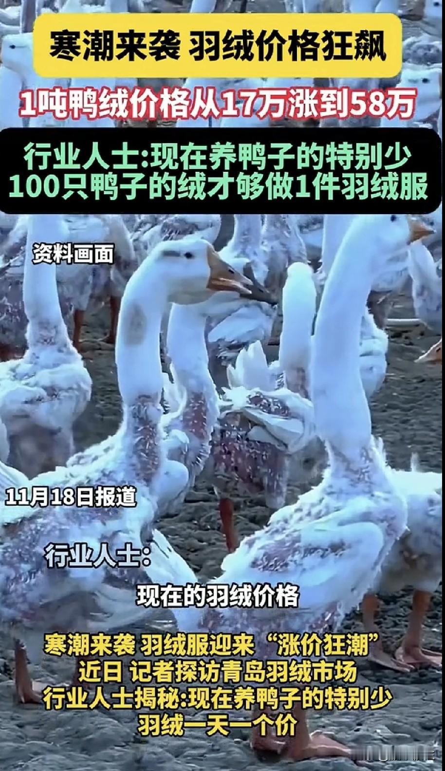 一天一个价！
17万涨到58万！
寒潮来袭羽绒价格狂飙！

鸭子的毛都快被拔没了