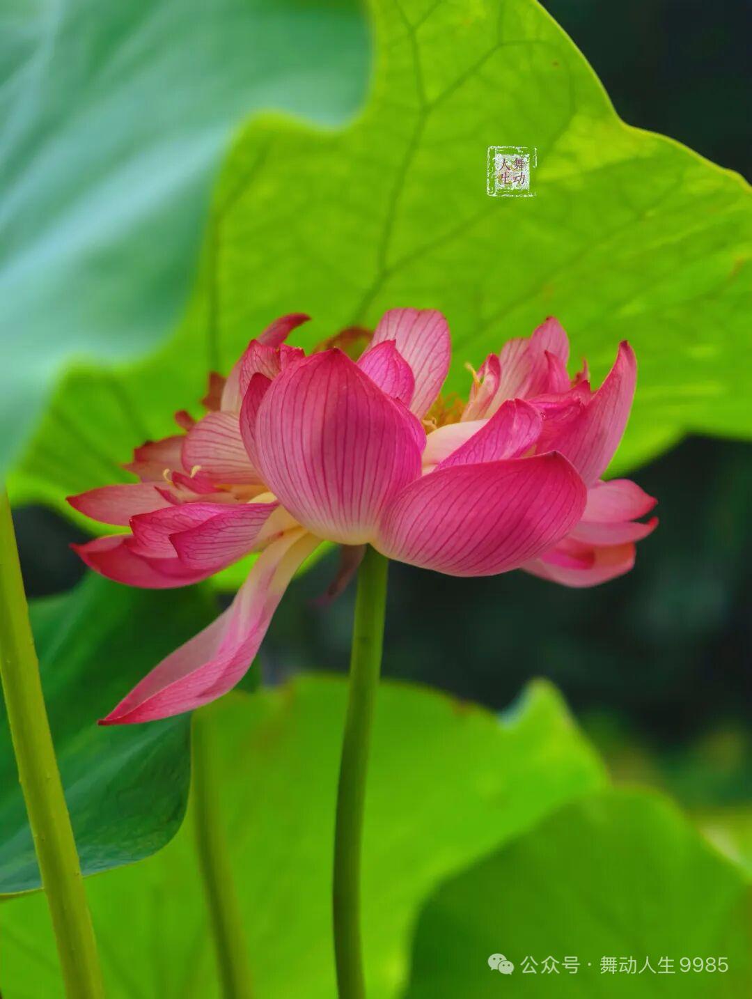 归自谣 · 新花吟

新蕊艳，陌上枝头花尽染。光摇翠拥如金嵌。香醇色古何数点。霞