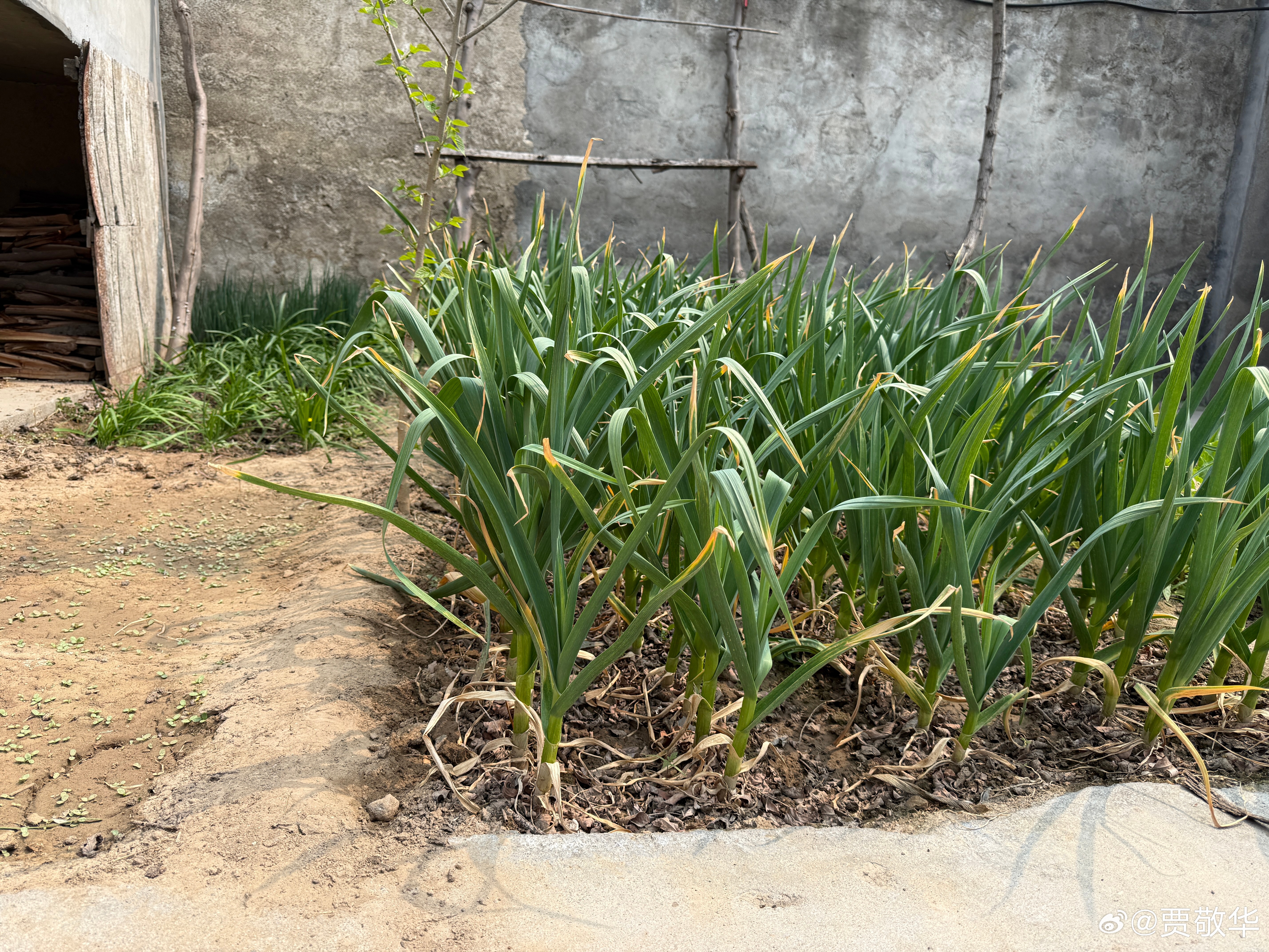 老家的小菜园，地方有点小。改天要不要把院子改造一下，弄一个大点的菜园子，再养几只