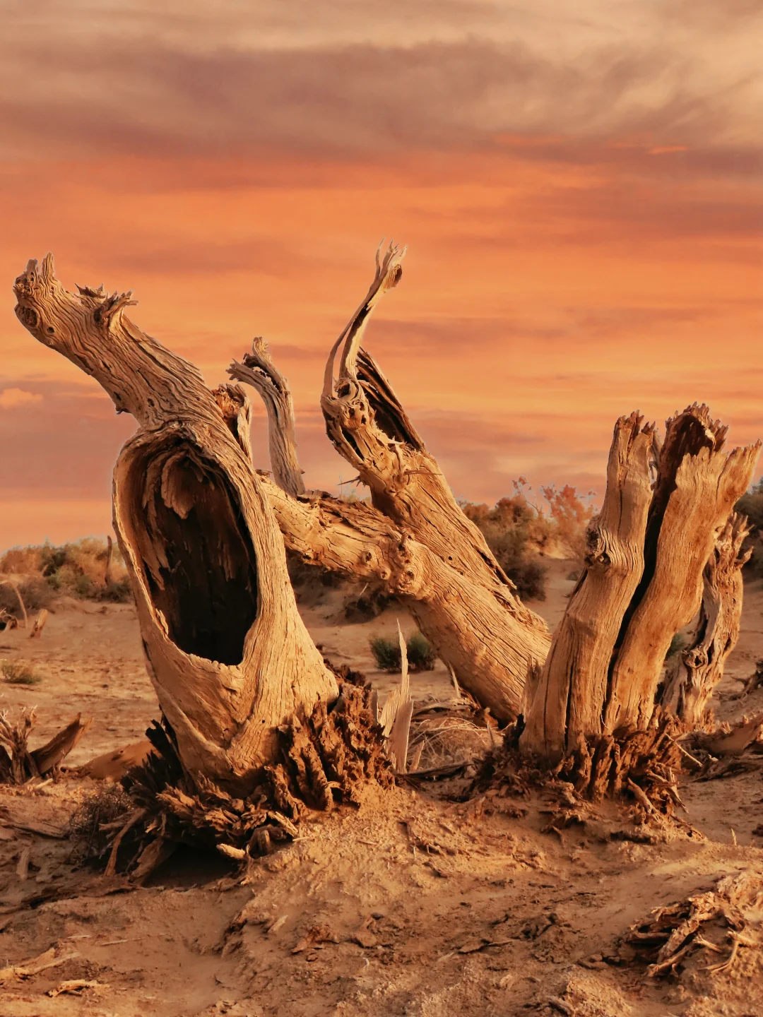 2024旅行结算｜新疆最冷门的胡杨林，美哭