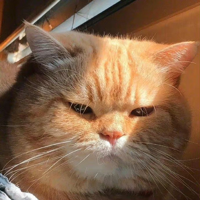 刷到招财猫请不要无视，真的很灵！ 
