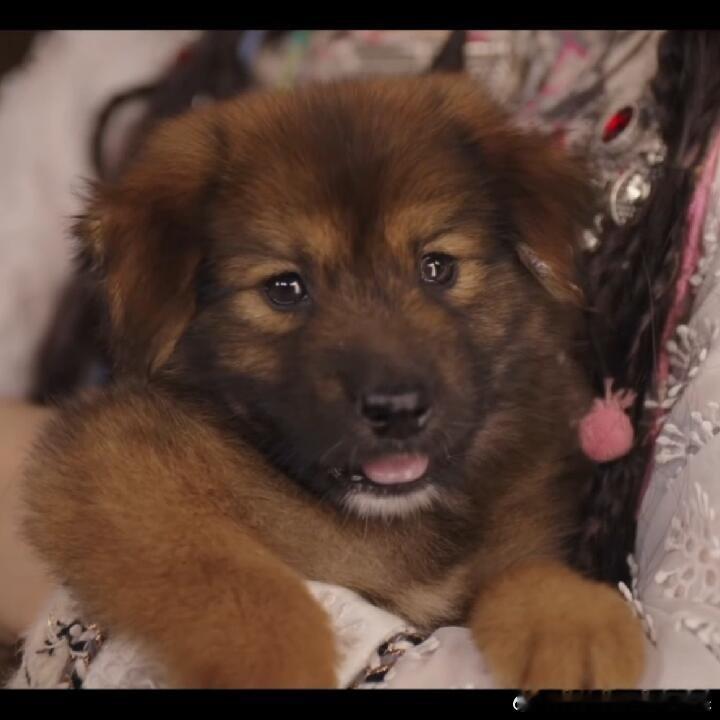 电视剧淮水竹亭[超话] “四弟，马上做一个克制妖毒的法宝”李去浊🐕os：小狗我